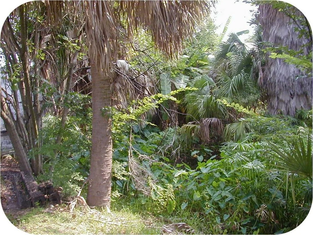 Jungle-like Overgrowth