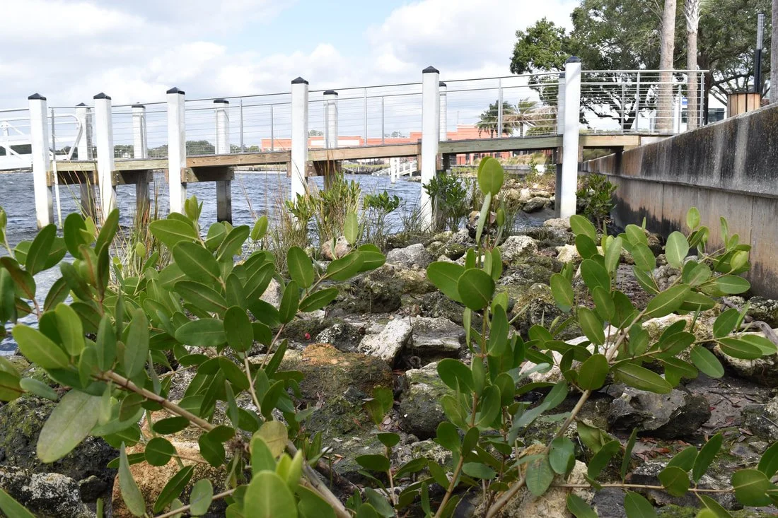 Mangroves