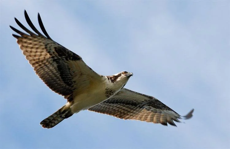 Osprey at Palmetto Estuary