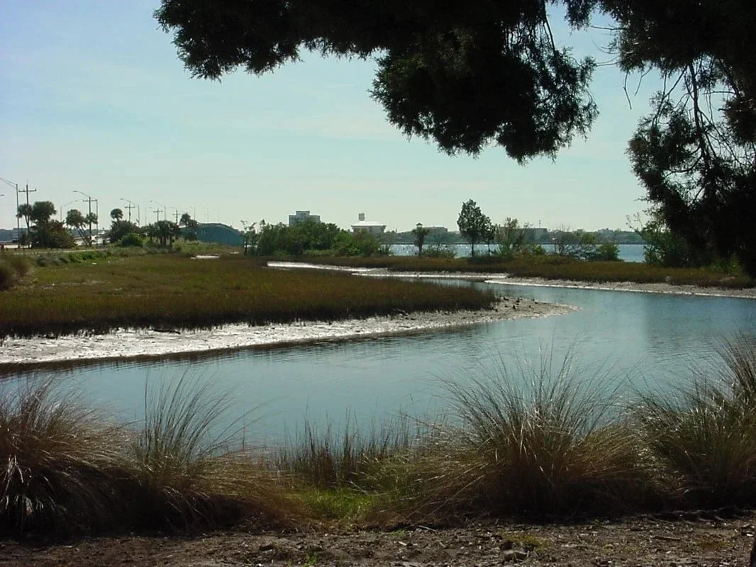Palmetto Estuary 