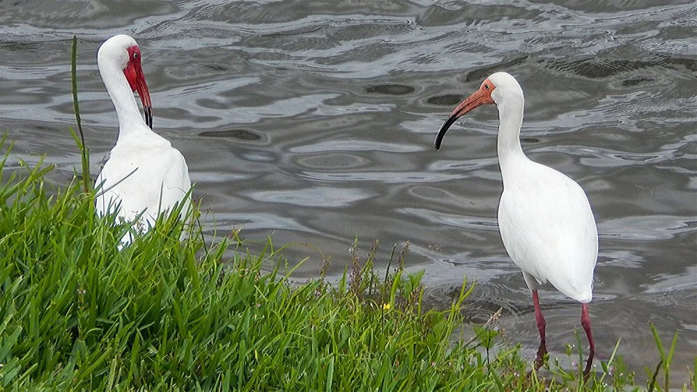 White Ibis