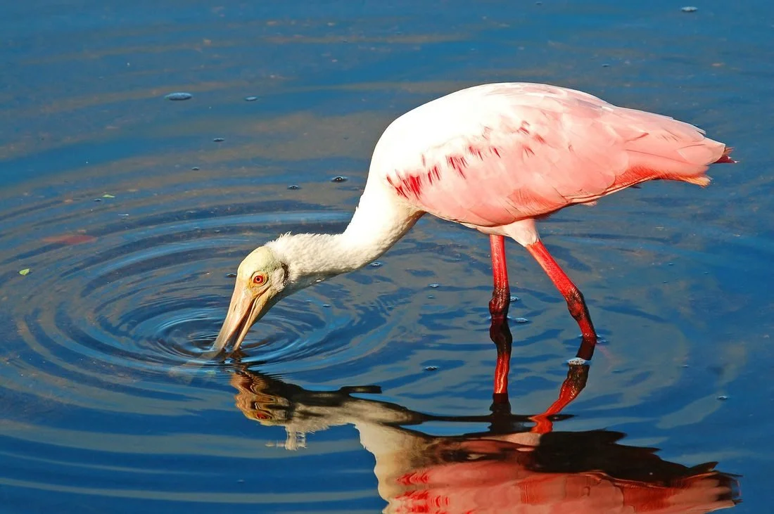 A flamingo wading in water, bending down to drink or search for food.