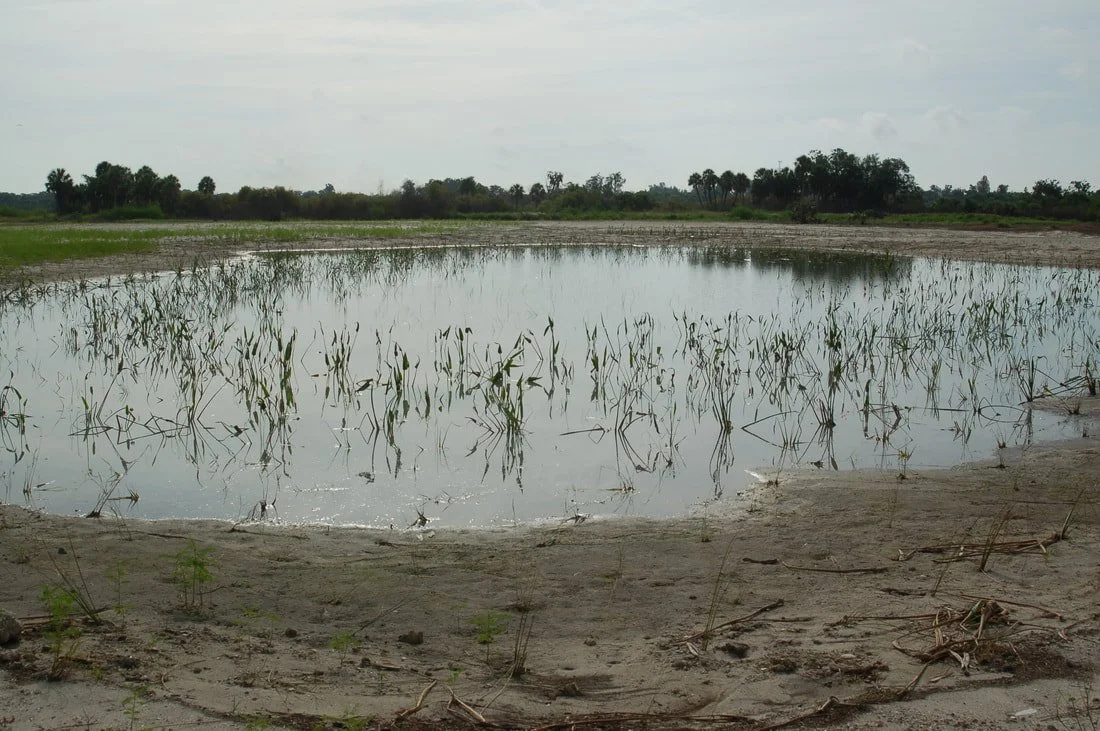 Freshwater Pond