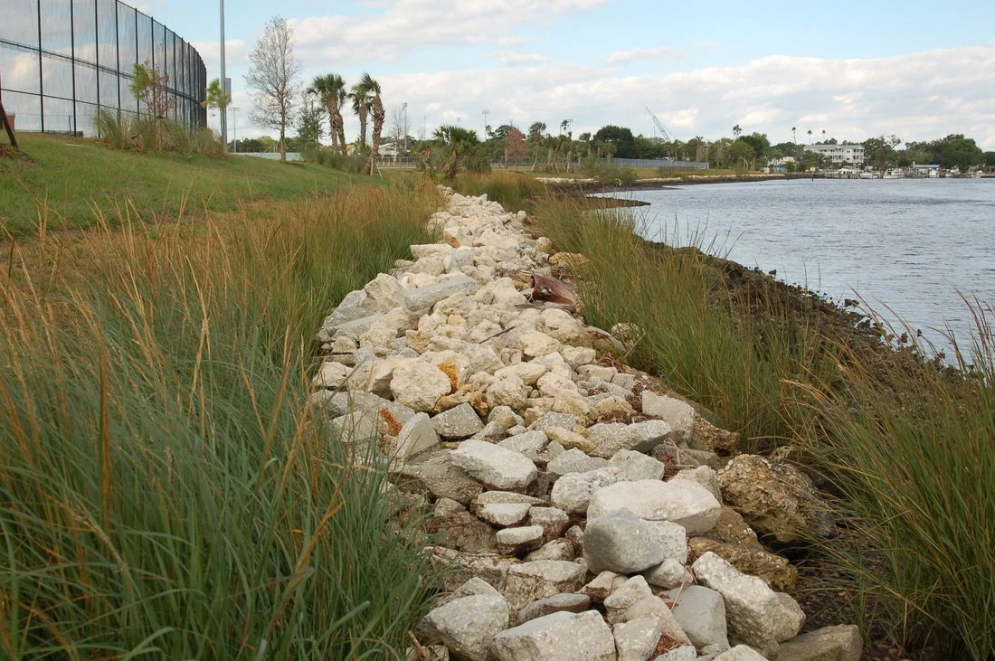 Shoreline Vegetation