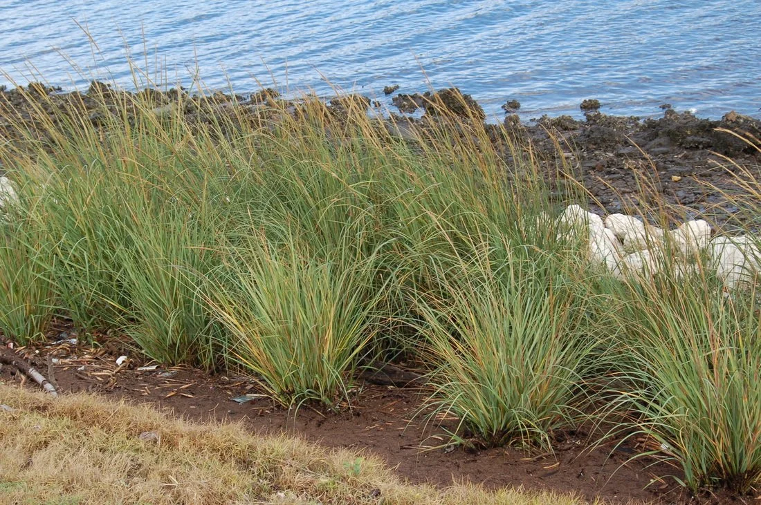 Shoreline Vegetation
