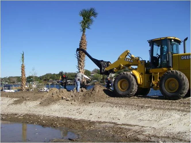 Sabal Palm Transplanting