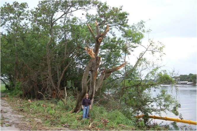 Exotic Vegetation Removal