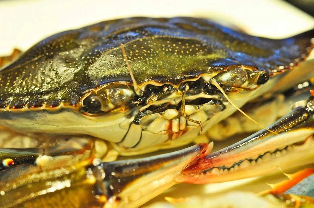 Blue Crab