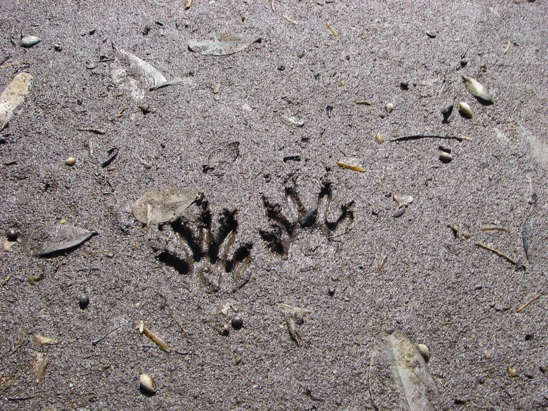 First Residents (raccoon)