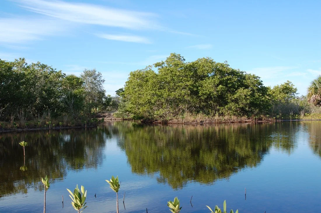Estuarine Marsh