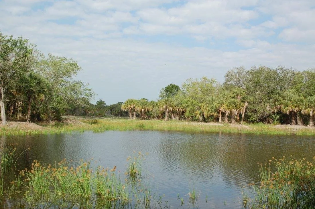 View of Freshwater Marsh