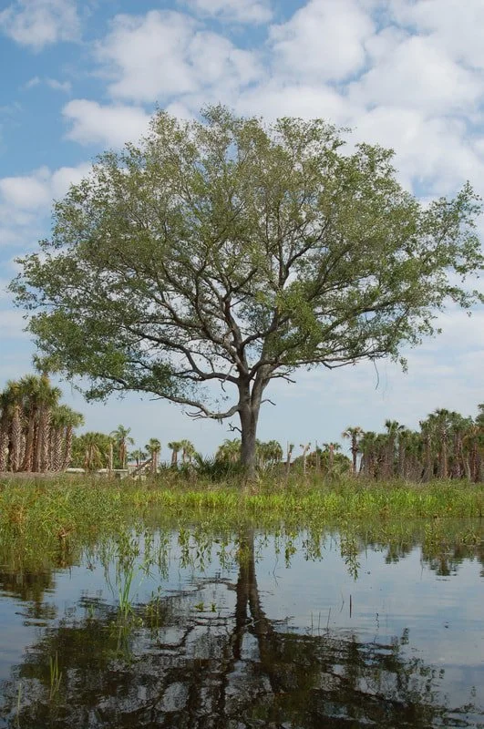 Large Tree Preserved During Restoration