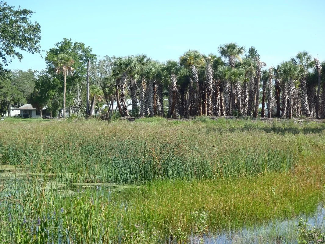 Freshwater Marsh with Bulrush