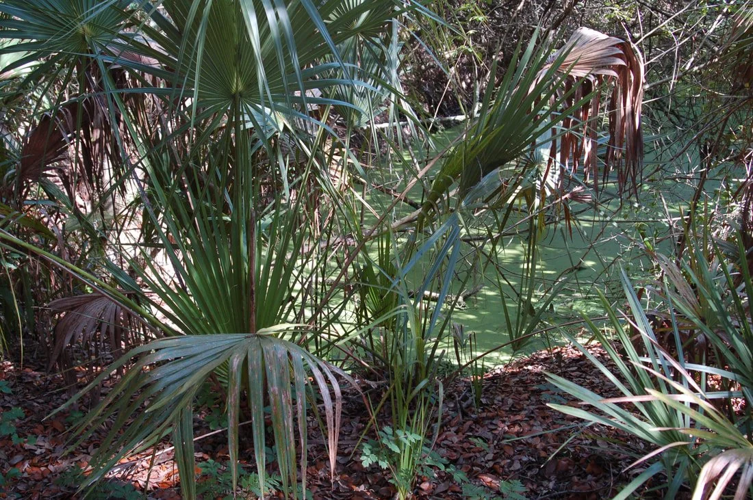 1 of 200 Former Fish Ponds