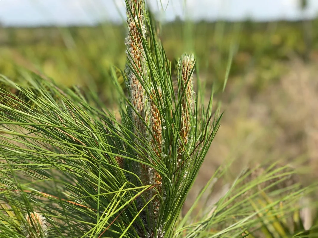 Longleaf Pine Seedling