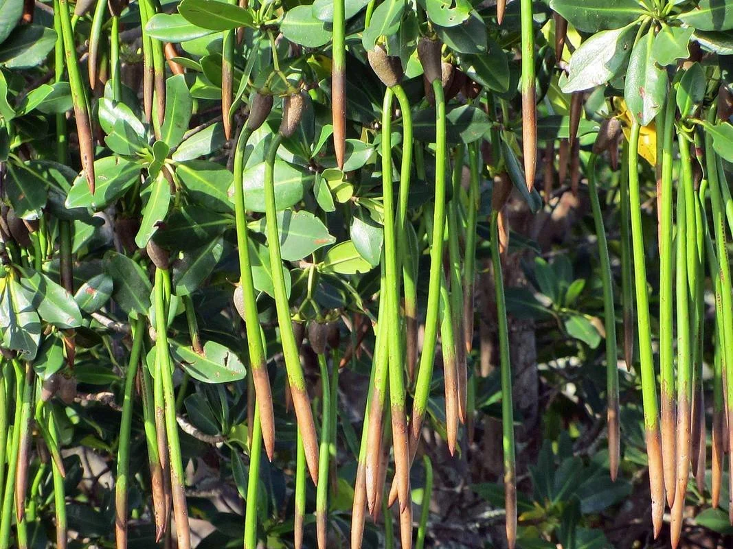 Red Mangrove Propagules