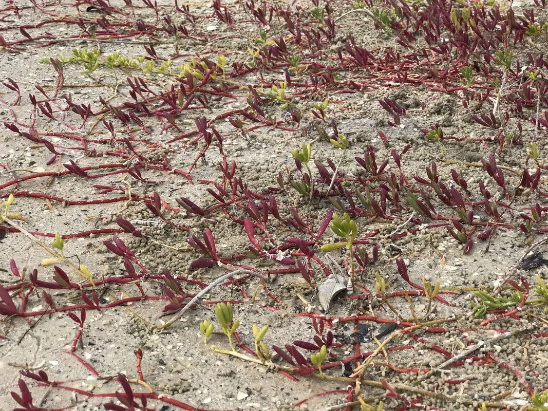 Colorful glasswort