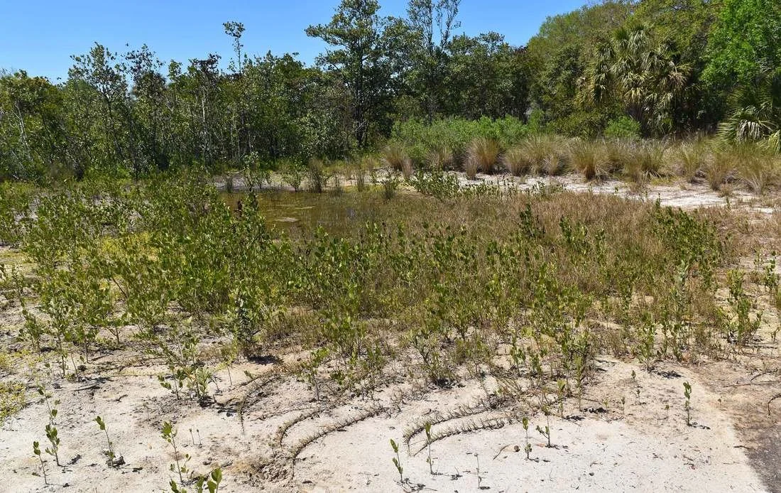 Restoration of rare saltern habitats