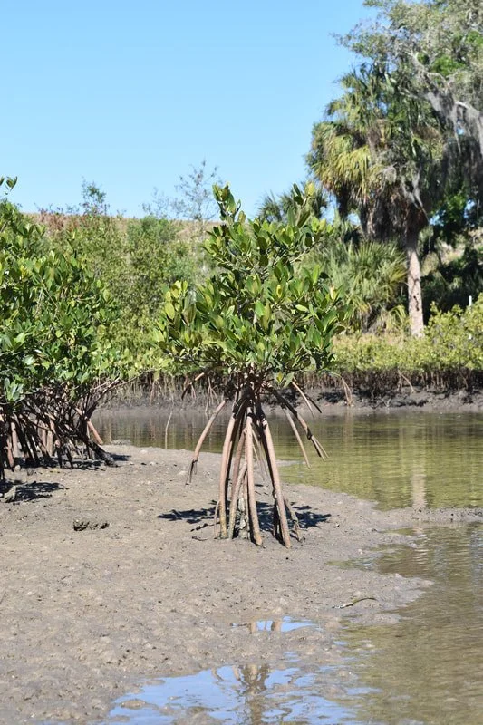 Mangroves 