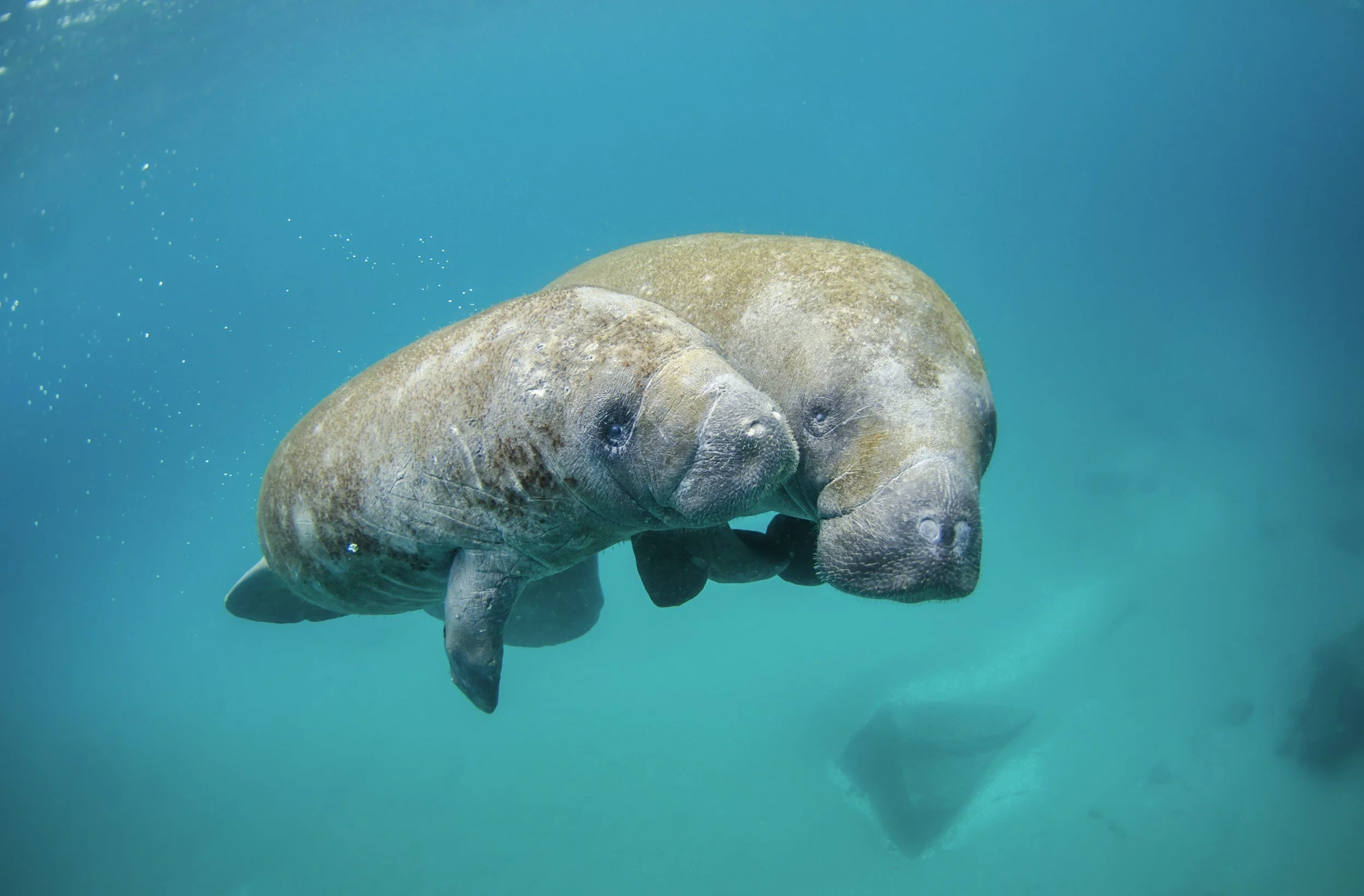 Two manatees underwater, facing each other, with blue water and rocks in the background.