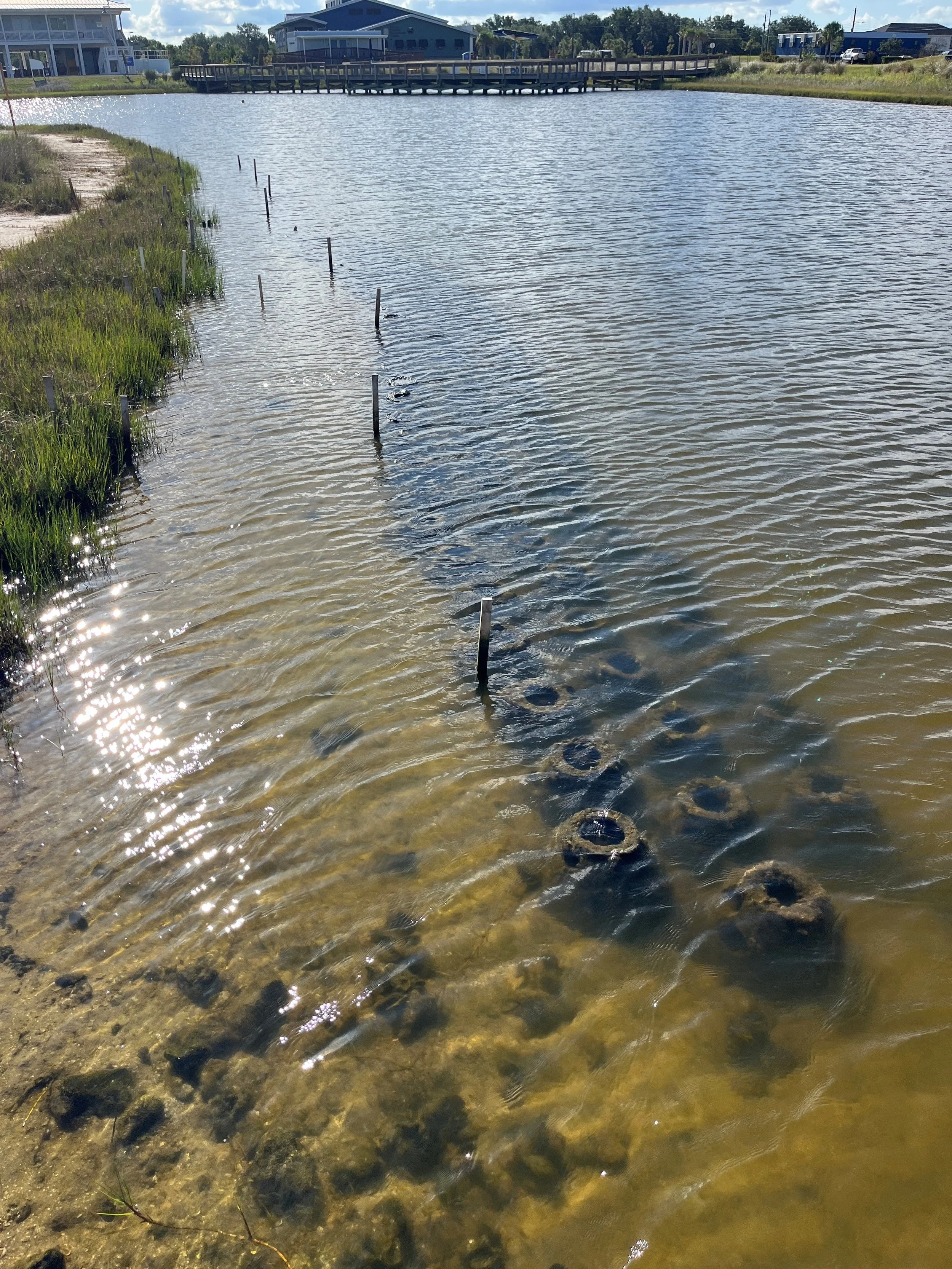 Oyster Domes with Baitfish at Shoreline