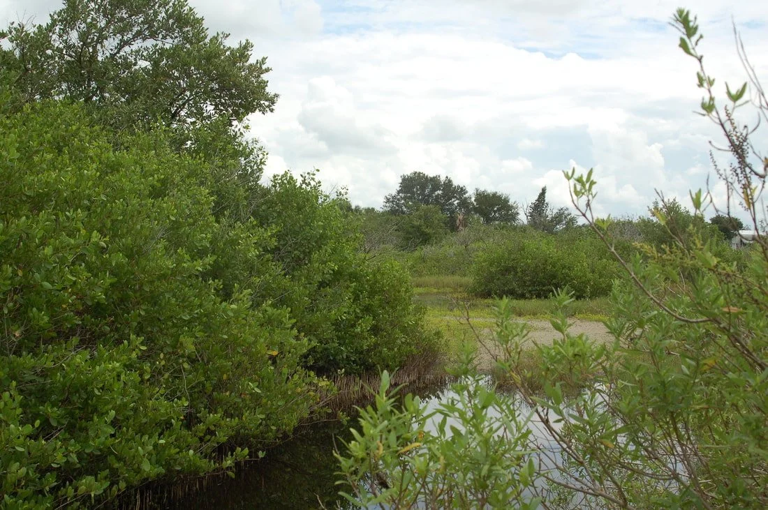 Wetland area with lush green bushes, trees, and a narrow waterway under a partly cloudy sky.