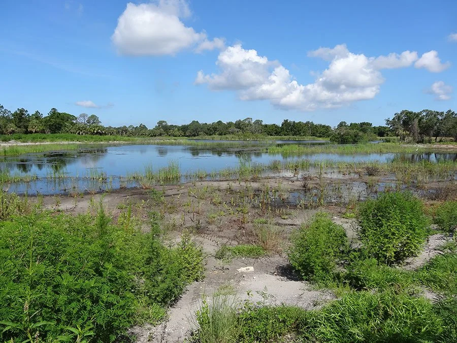 A wetlands scene with shallow water, lush green vegetation, and trees in the background under a partly cloudy sky.