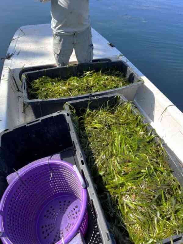 A person standing on a boat near water, with three large containers filled with freshly harvested eelgrass.