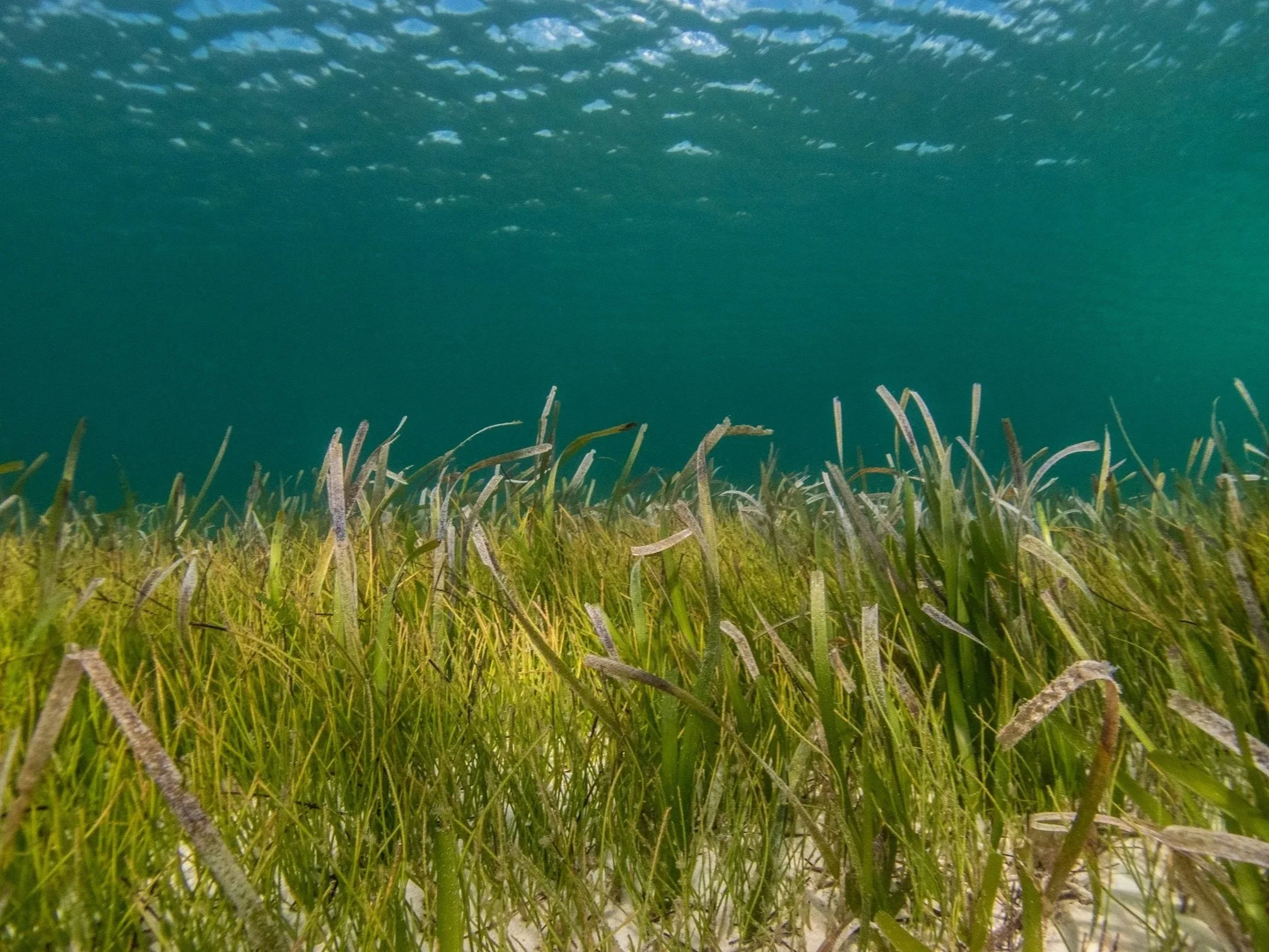 Underwater view of a grassy sea bed with green seagrass, with the surface of the water visible at the top.