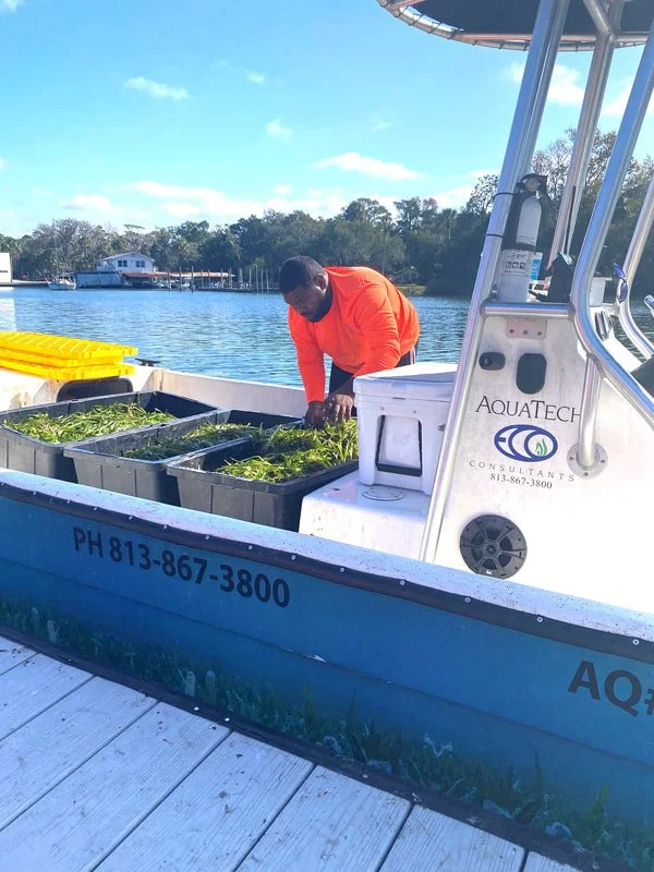 A person in an orange jacket leaning over a boat with green plants or seaweed stored in containers, docked at a marina with water, trees, and houses in the background.