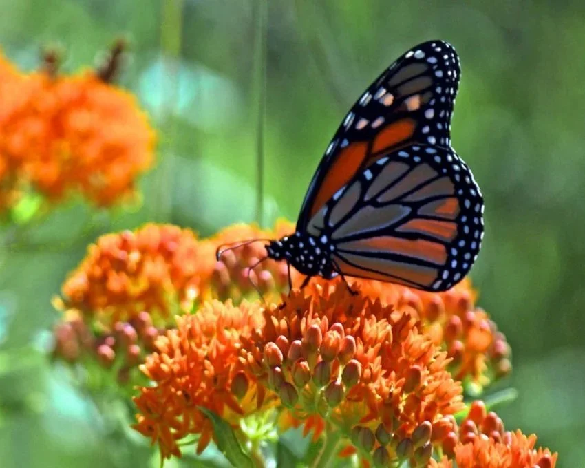 A monarch butterfly perched on orange flowers, with a blurred green background.
