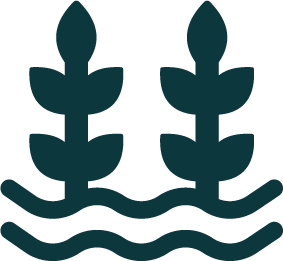 Illustration of seagrass growing from water, with curved lines representing water or waves.