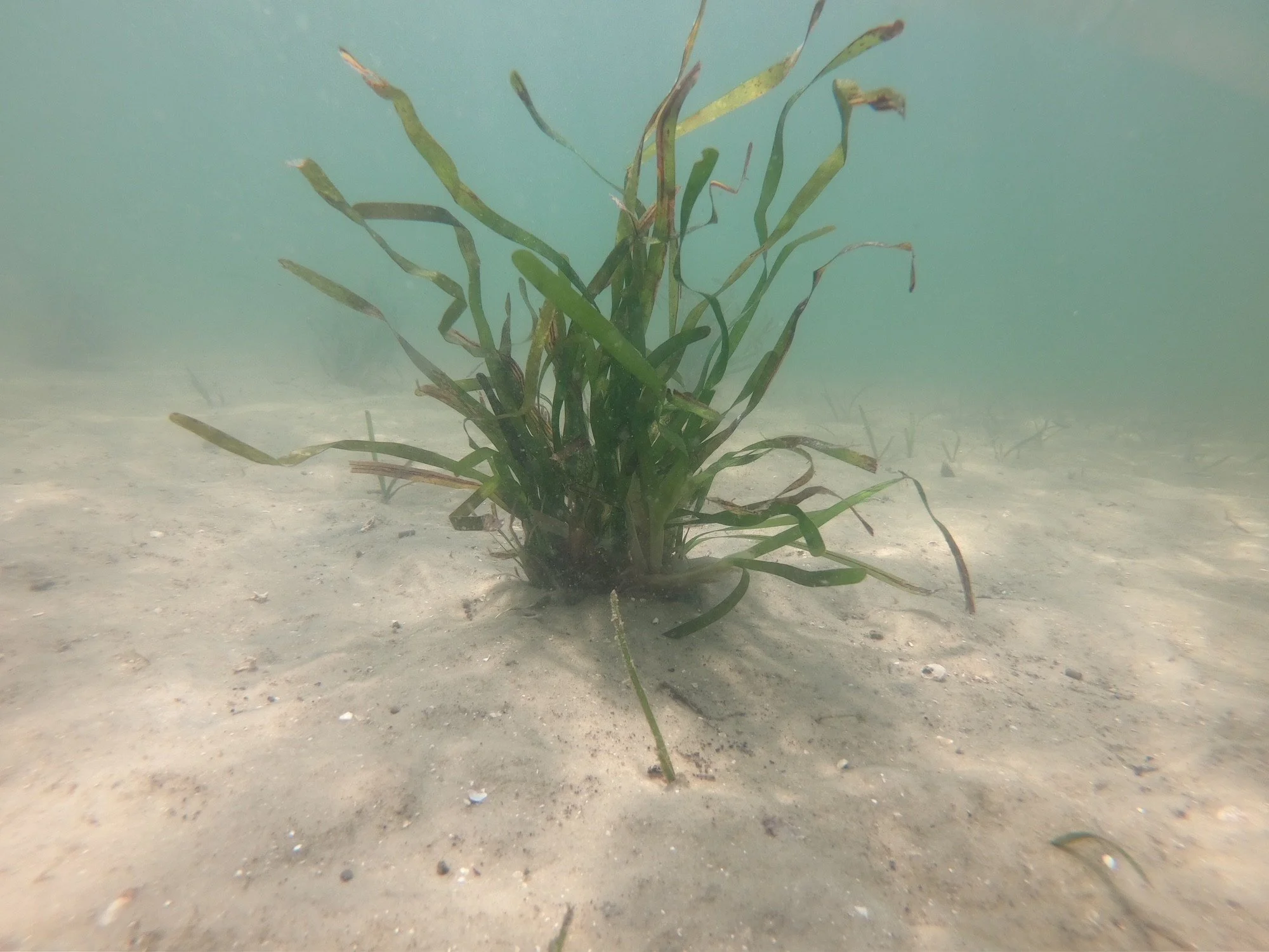 Underwater view of a single green seagrass plant growing in sandy seabed.