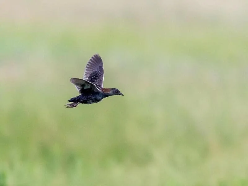A bird in flight over a green grassy field.