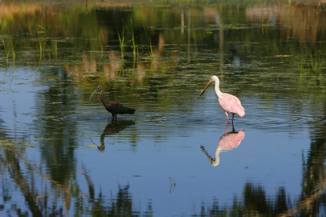 A black ibises and a pink flamingo wading in a shallow pond with green plants and trees reflected in the water.