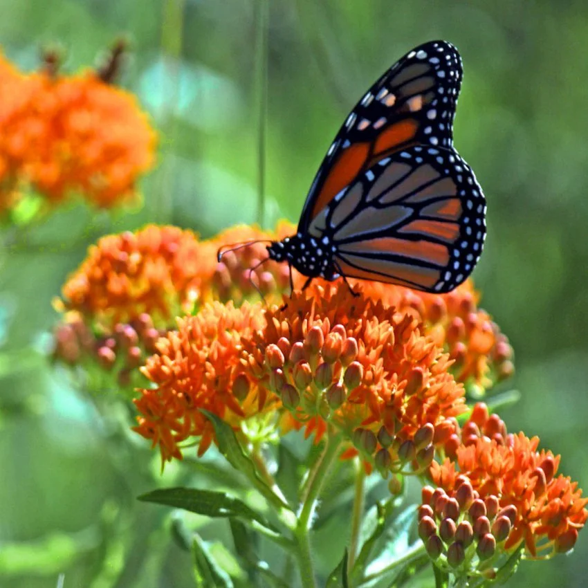 A monarch butterfly perched on orange flowers against a green background.