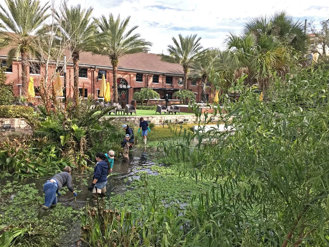 People exploring a marshy area with lush greenery and palm trees near a brick building with an outdoor seating area with yellow umbrellas.