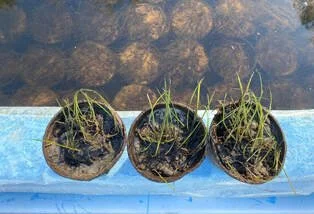 Three small pots with sprouting plants placed in a blue container, with a water surface visible above.