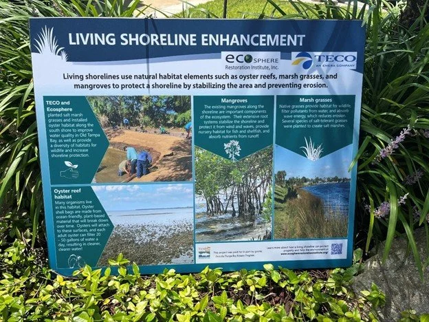 Informational sign titled "Living Shoreline Enhancement" about habitat elements like oyster reefs, marsh grasses, mangroves, and oyster reef habitat, with images of shoreline restoration efforts and plant life.