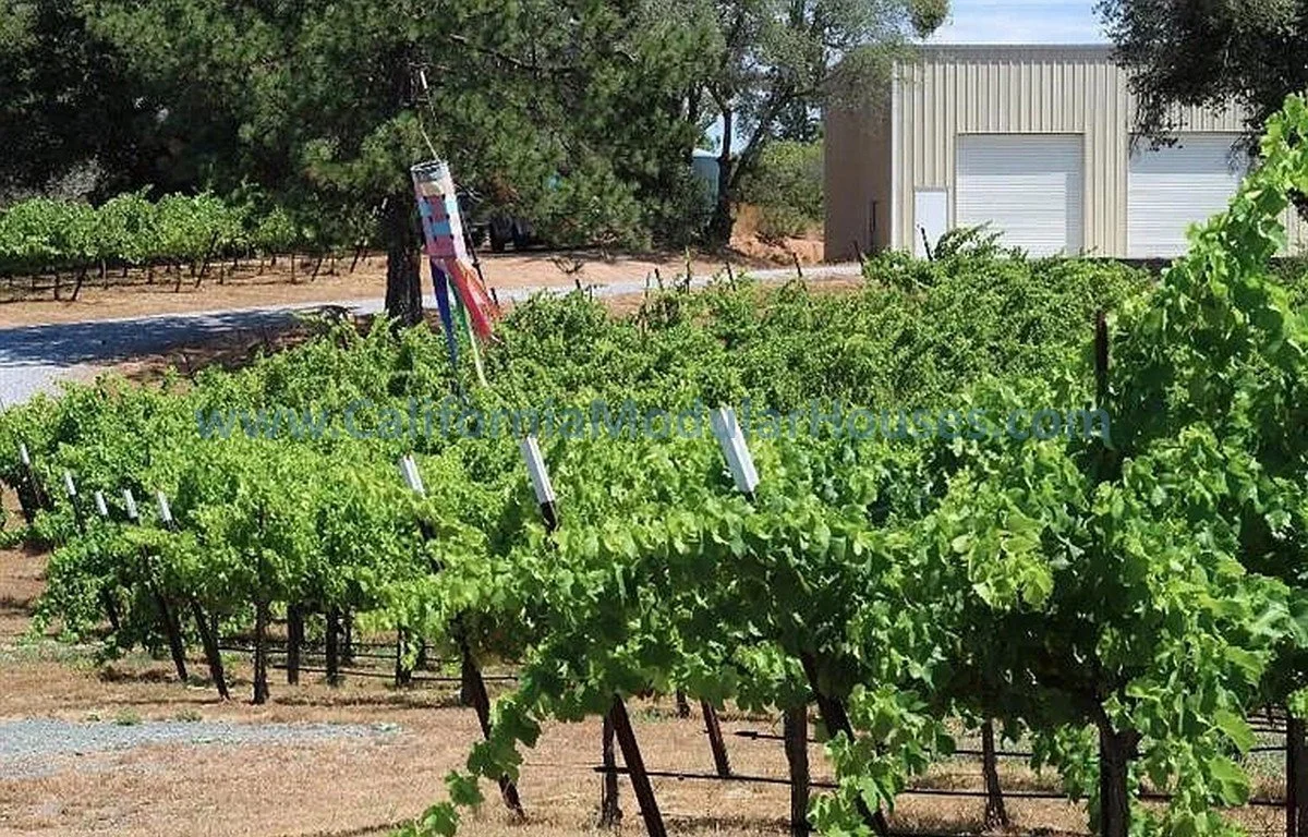 Rows of lush green grapevines in a vineyard with a storage building in the background, and a colorful windsock hanging from a tree.