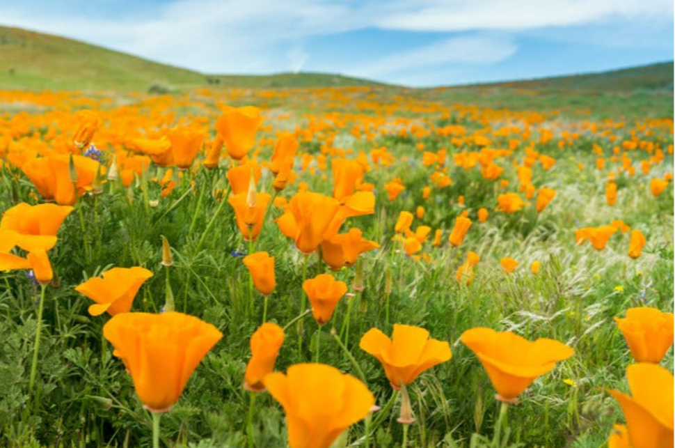 This is the beautiful Yellow Poppy, the California State Flower.  We are proud to service the state of CA with our prefab modular homes.