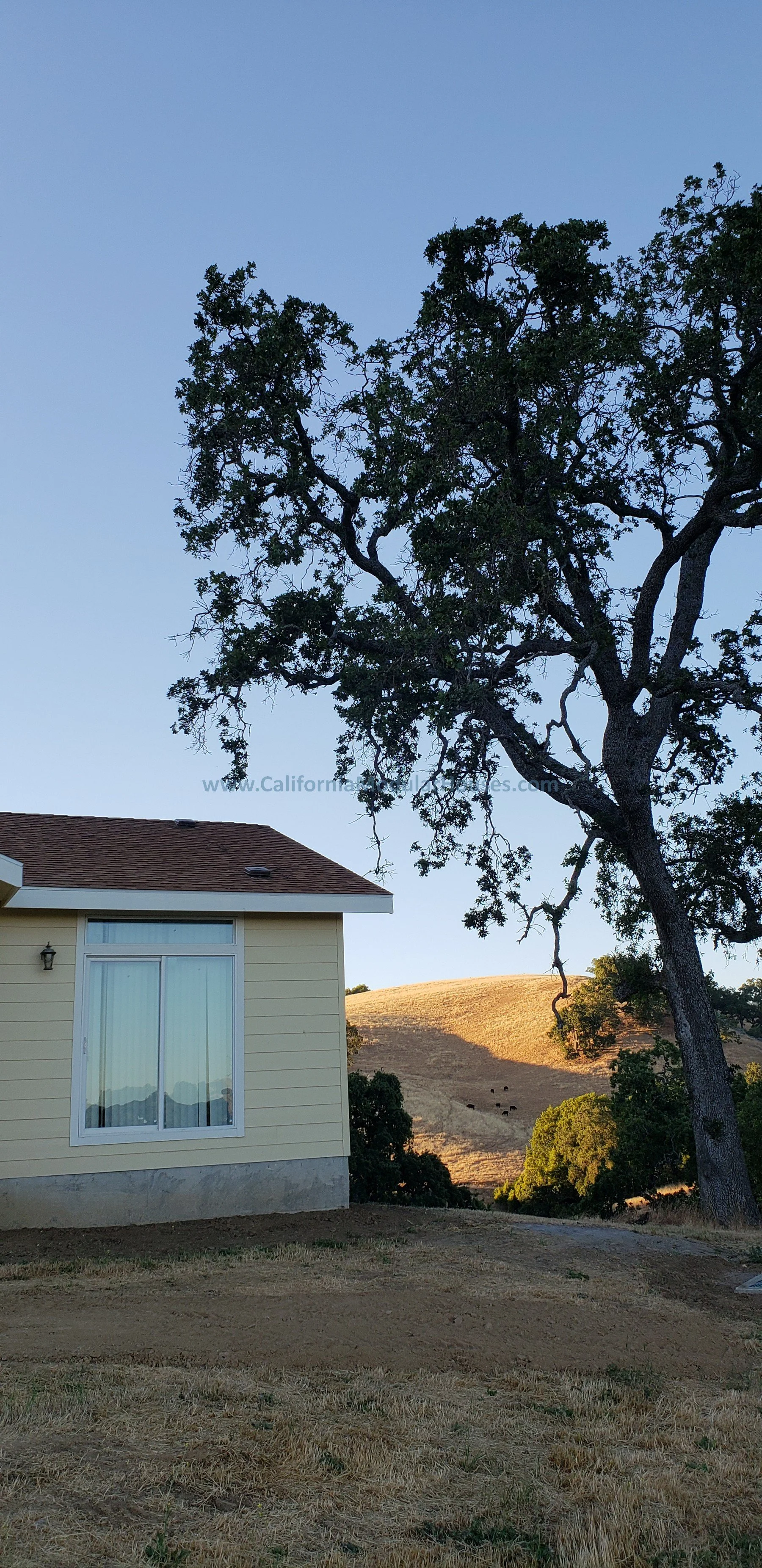 A house with beige siding and a window, a large tree with twisting branches, dry grass, and rolling hills in the background under a clear blue sky.  Modular Home on a Sloped Property. San Jose Modular Home, Modular Home CA.