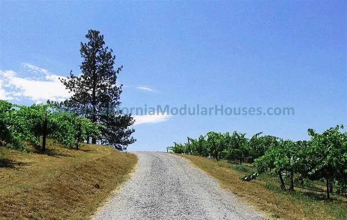 Gravel driveway leading up a hill surrounded by green shrubs and trees, with a large pine tree on the left and a blue sky above.