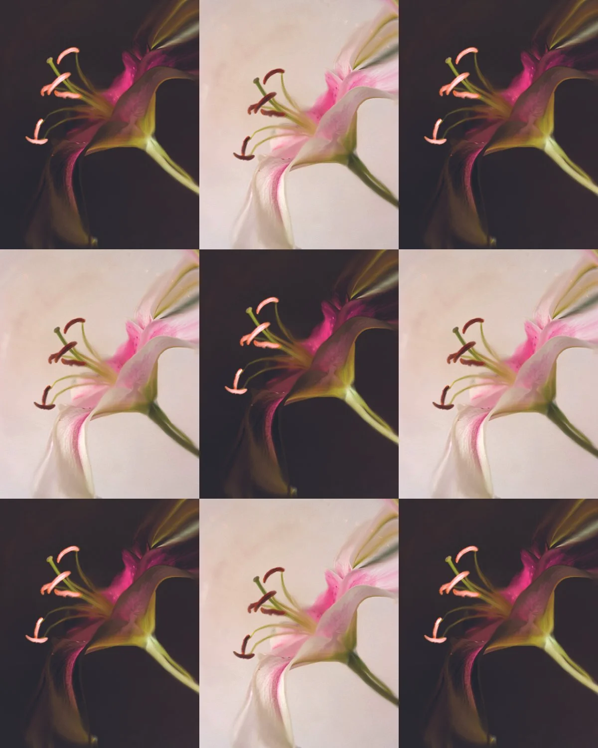 A collage of nine images showcasing a pink and white lily flower from various angles, with some images taken against a dark background and others against a light background.