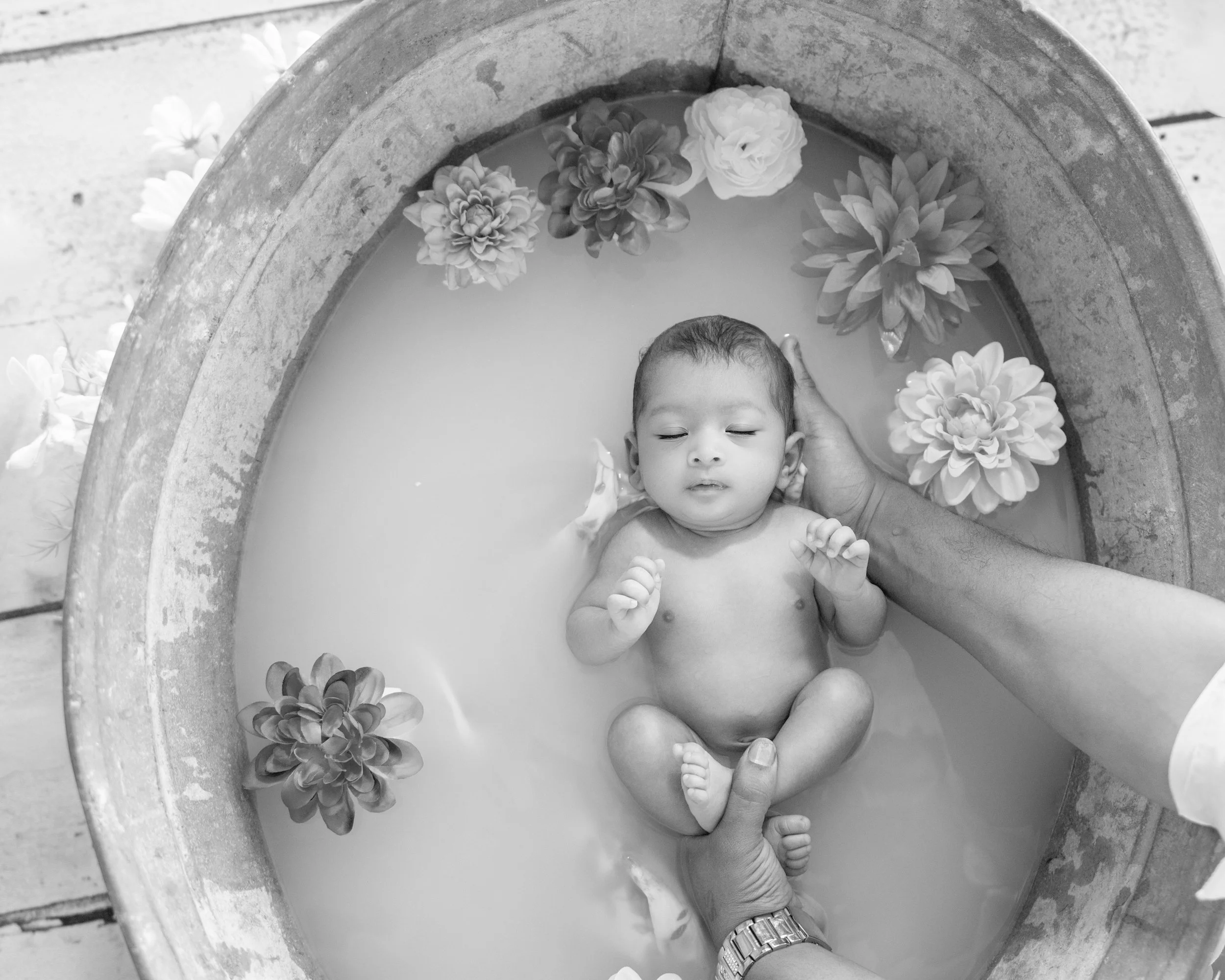 auckland newborn photographer