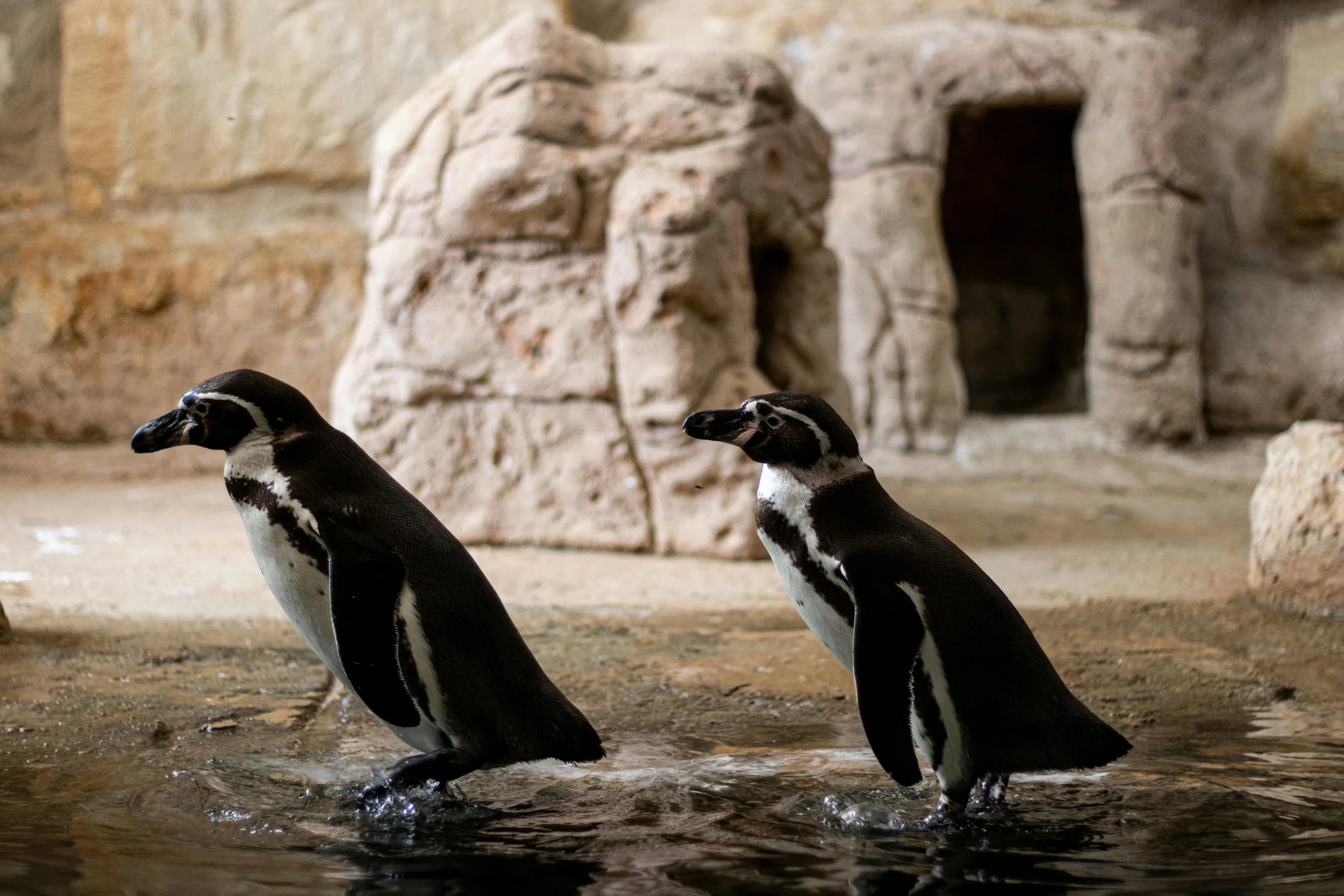 the maryland zoo 