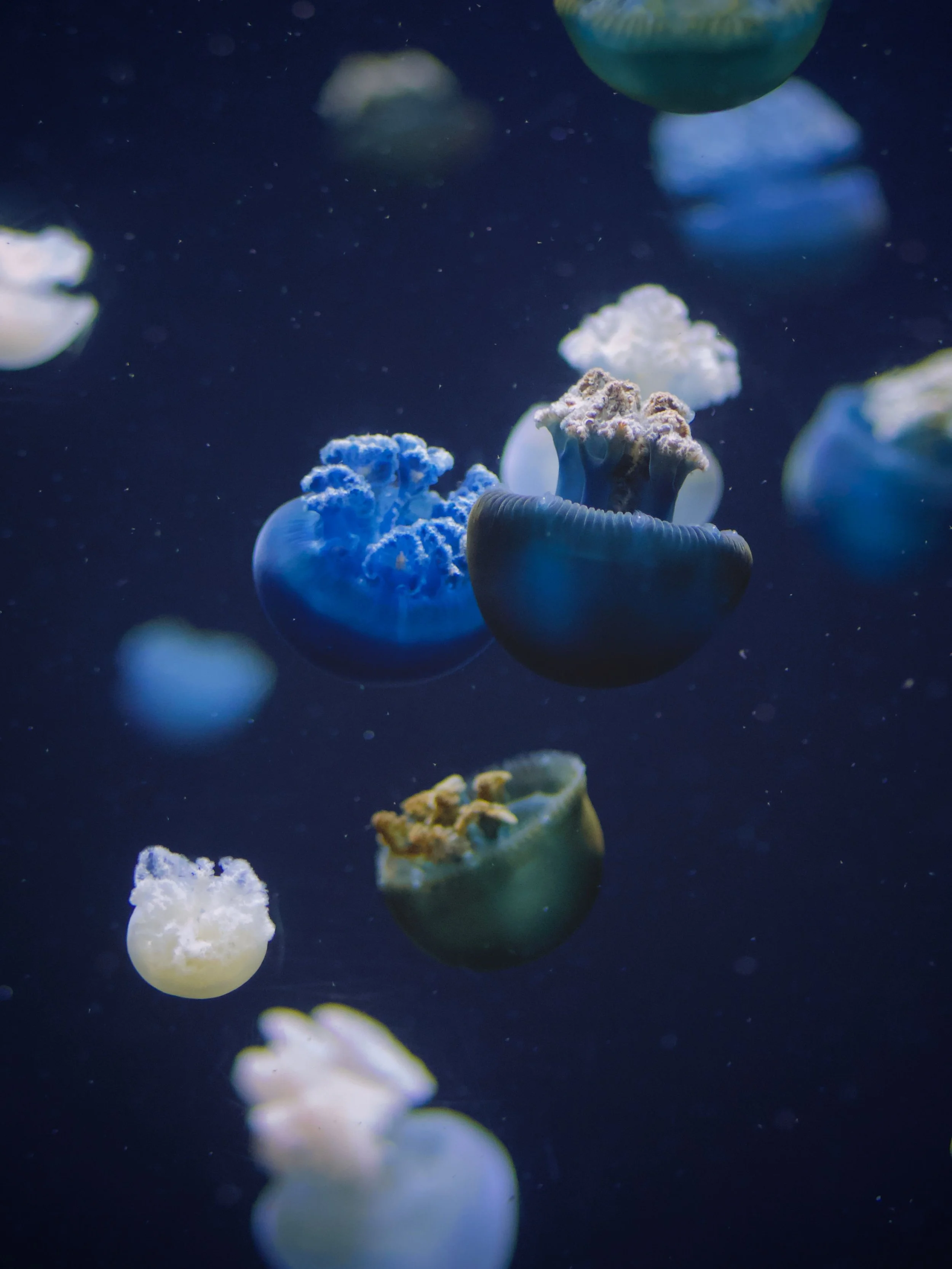 summer bucket list: the baltimore aquarium 