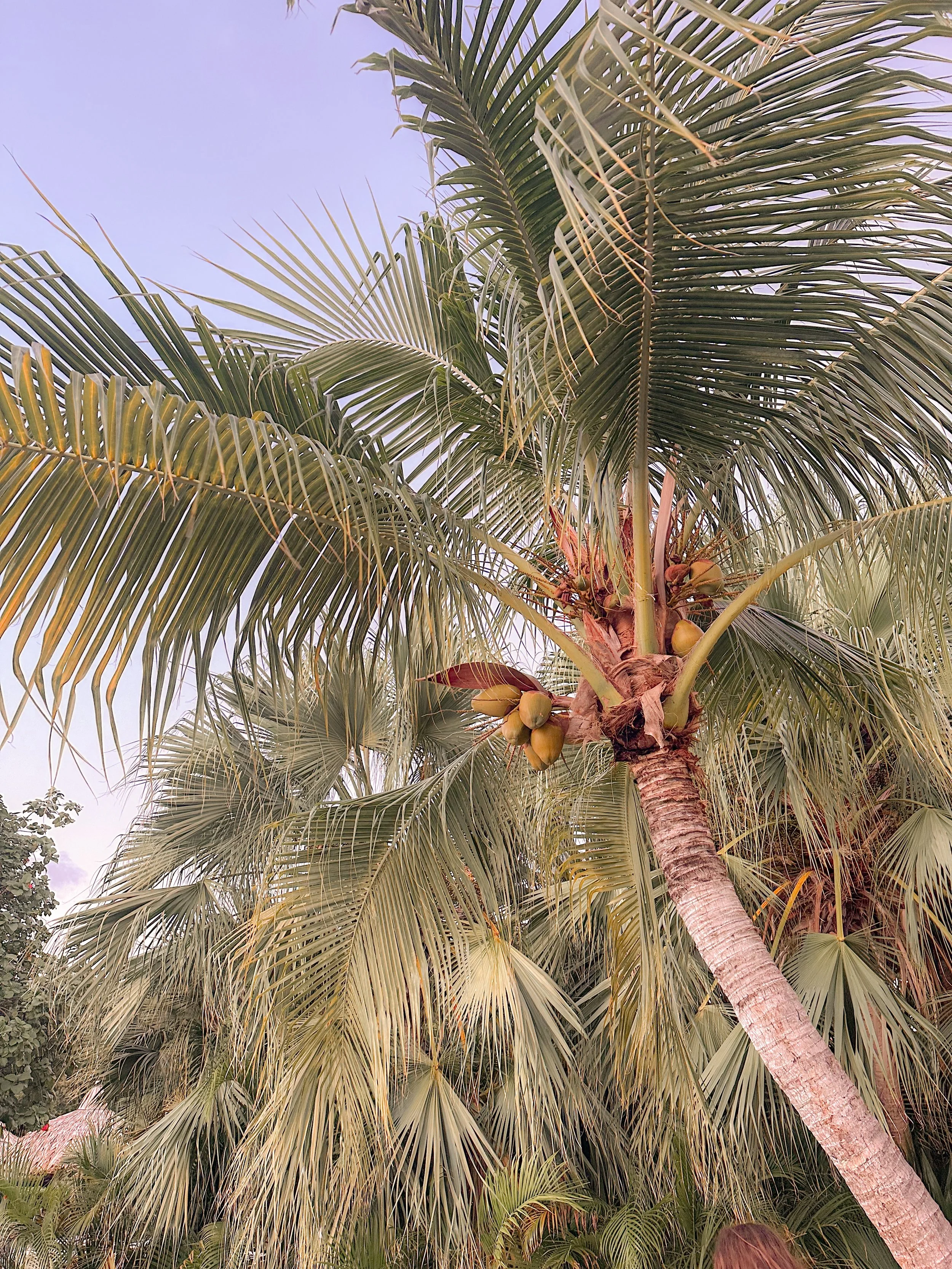 A tall coconut palm tree with green fronds and cluster of coconuts, against a light sky.