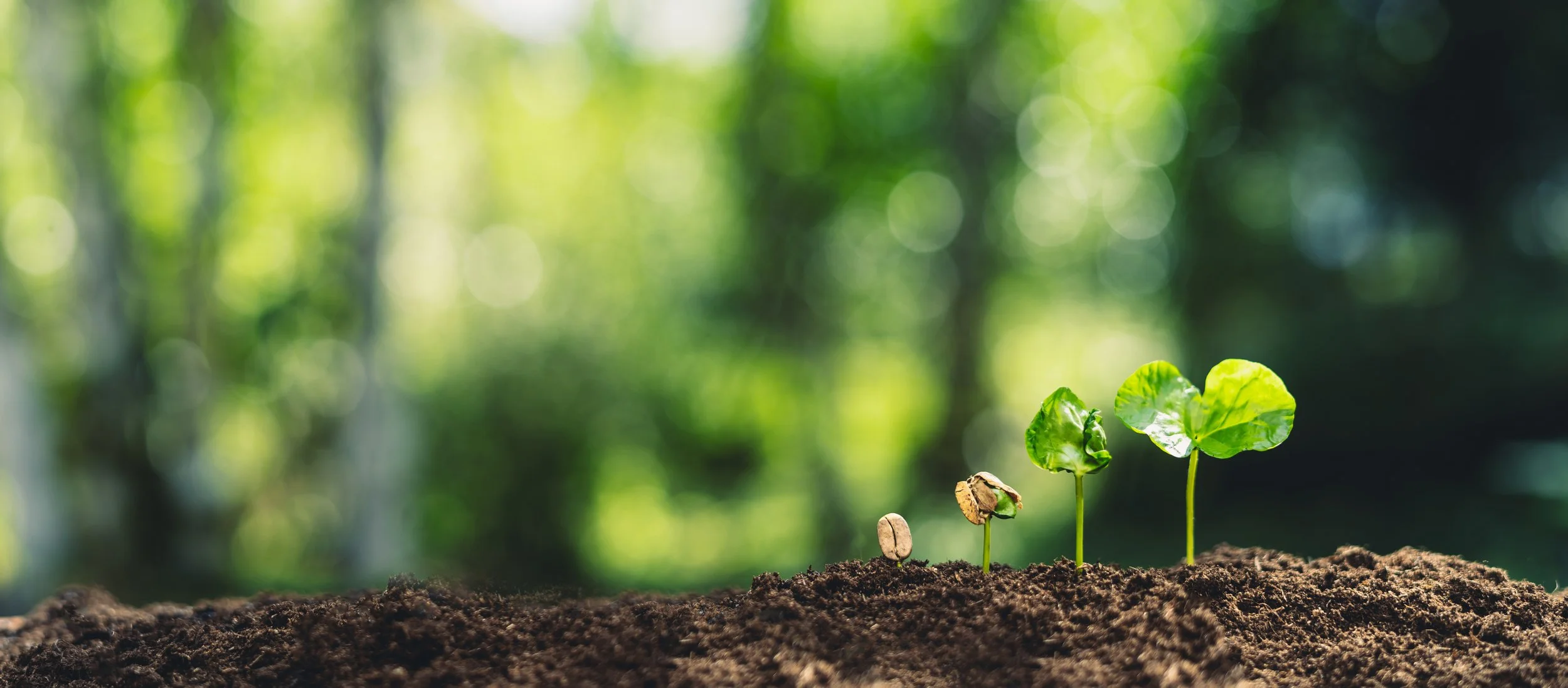 Young plants sprouting from dark soil with a blurred green forest background.