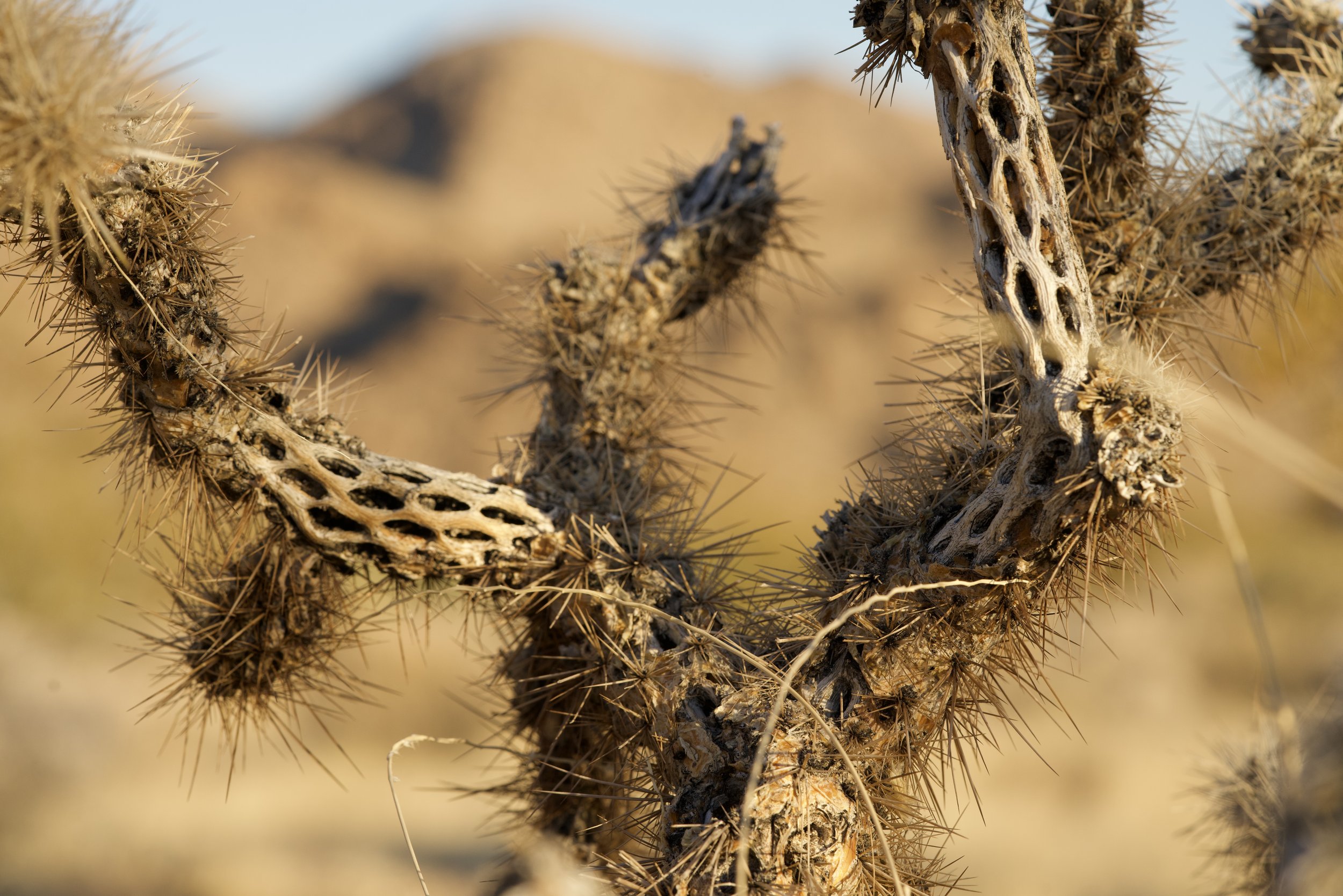 Close-up photograph of a cholla cactus in the Mojave Desert, showcasing the natural forms and textures that inspired the design language of Shadow Wash Pavilion.